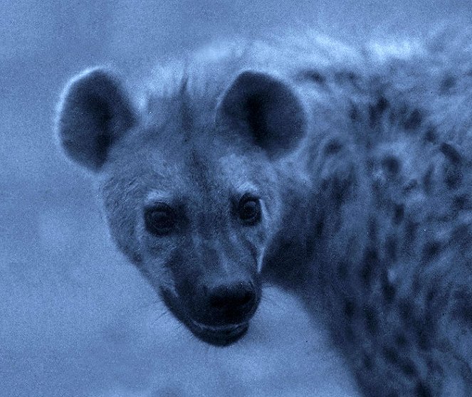 Hyena Queen - Filmfotos