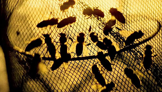 Mehiläispesän henki - Kuvat elokuvasta