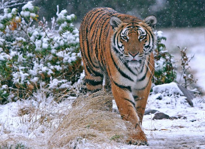 Le Tigre de la dernière chance - De la película