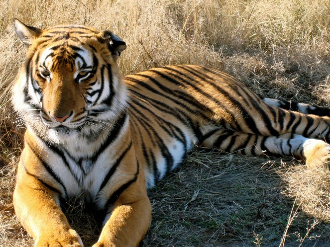 Last chance tiger - Photos