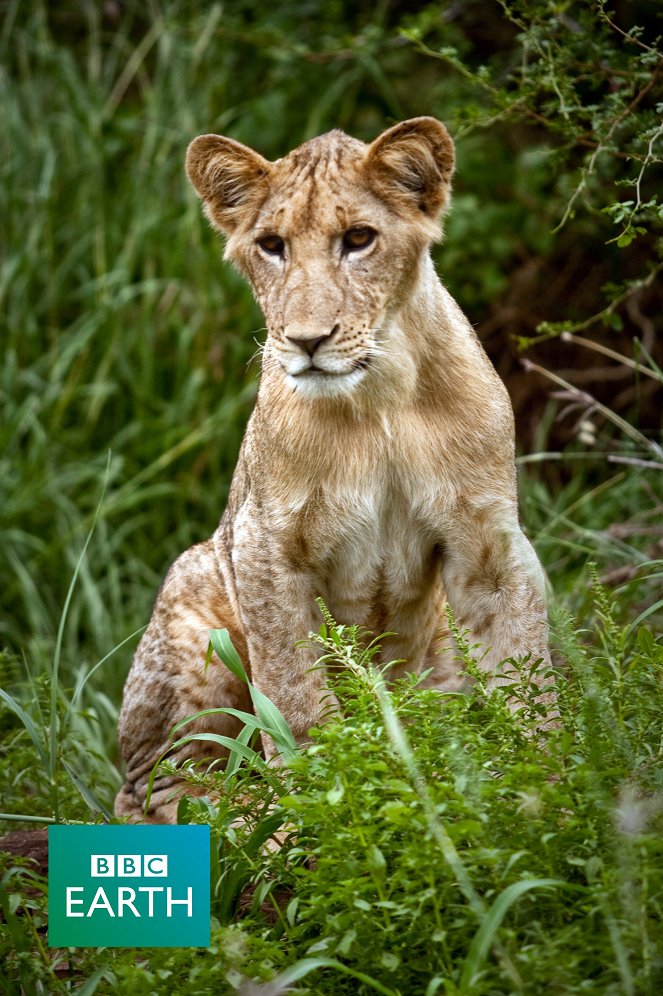 A természeti világ - Elsa: The Lioness That Changed the World - Filmfotók