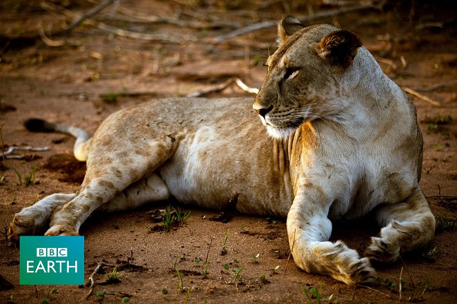 The Natural World - Season 29 - Elsa: The Lioness That Changed the World - Photos
