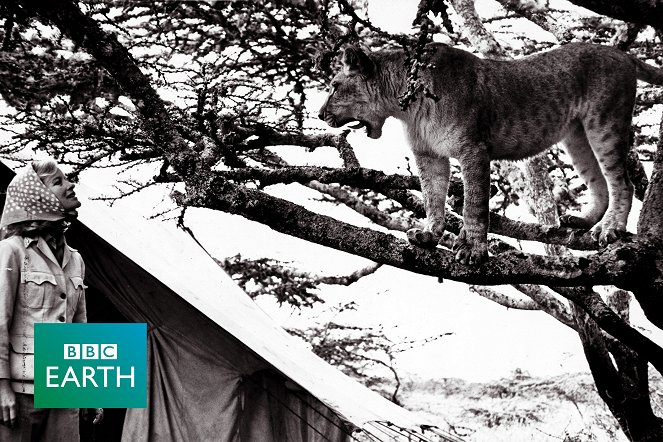 A természeti világ - Elsa: The Lioness That Changed the World - Filmfotók