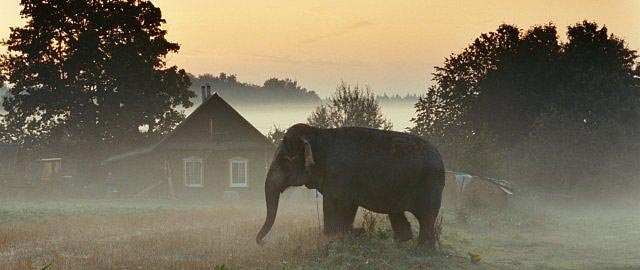 The Elephant - Photos