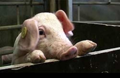 Knor - Ein Schweineleben oder 110 Kilo in 25 Wochen - Filmfotos