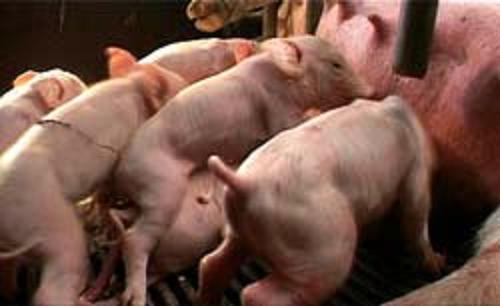 Knor - Ein Schweineleben oder 110 Kilo in 25 Wochen - Kuvat elokuvasta