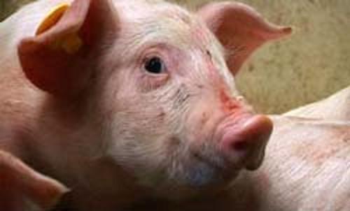 Knor - Ein Schweineleben oder 110 Kilo in 25 Wochen - Do filme