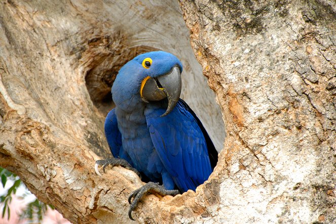 Wildest Latin America - Photos