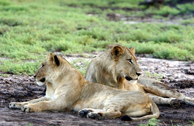 Safari Sisters - Kuvat elokuvasta