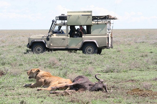 Saved by the Lioness - Photos
