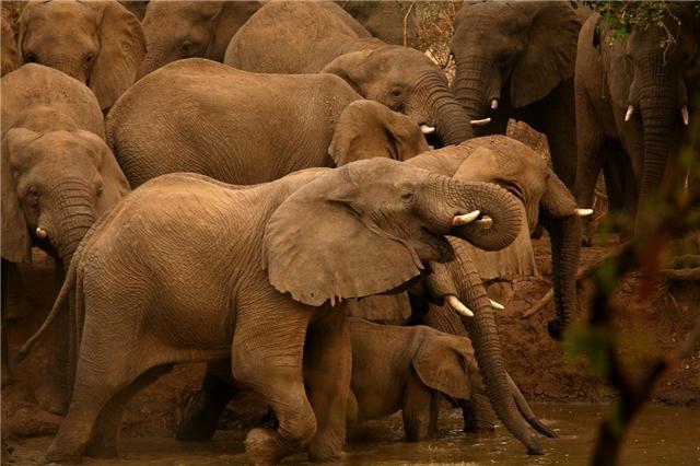 Zakouma, park slonů - Z filmu
