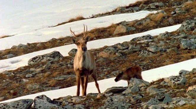 Extreme Alaska: Denali - Film