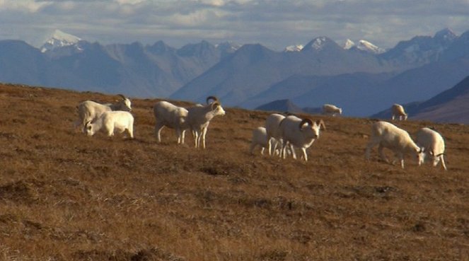 Extreme Alaska: Denali - Kuvat elokuvasta