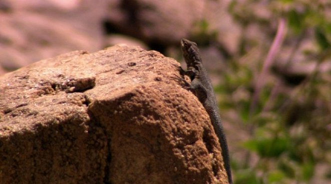 America's Wild Spaces: Grand Canyon - Kuvat elokuvasta