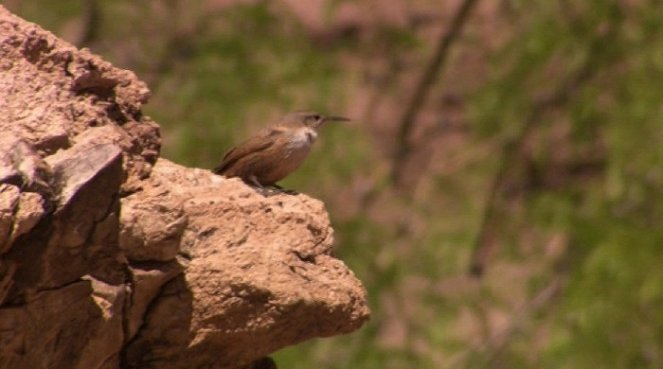 America's Wild Spaces: Grand Canyon - Do filme