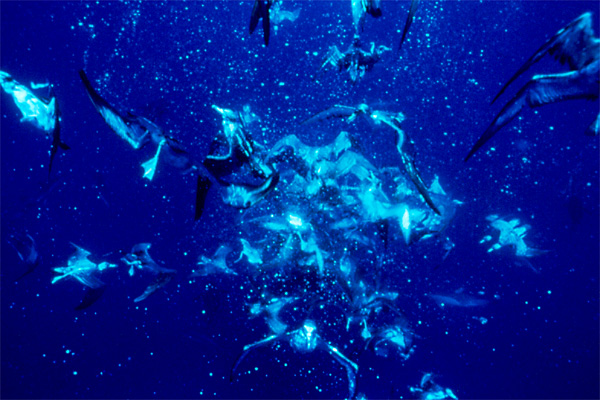 David Attenborough: A kék bolygó - Az óceán világa, Speciális kiadás - Season 1 - Filmfotók