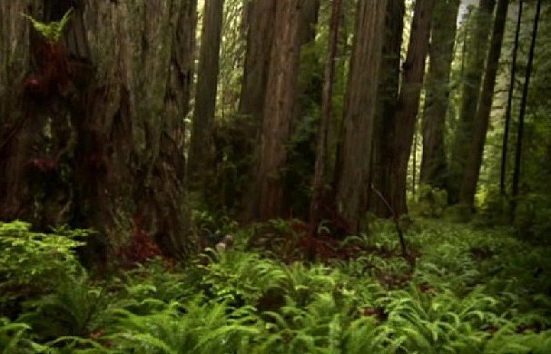 Redwoods: Anatomy of a Giant - Van film