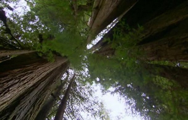 Redwoods: Anatomy of a Giant - Film