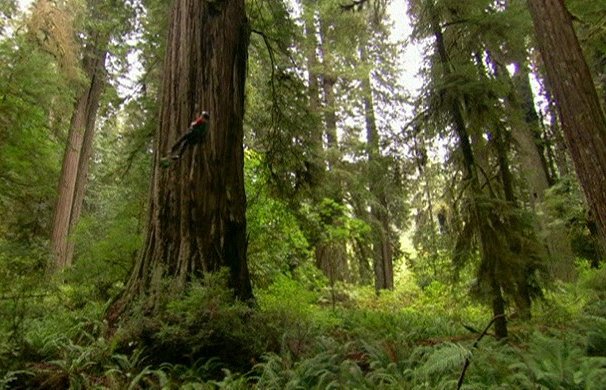 Redwoods: Anatomy of a Giant - De filmes