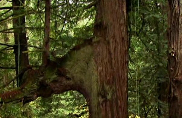 Redwoods: Anatomy of a Giant - Van film