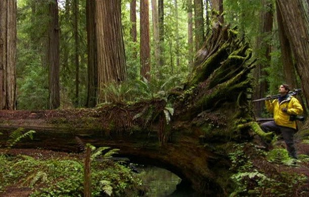 Redwoods: Anatomy of a Giant - Photos