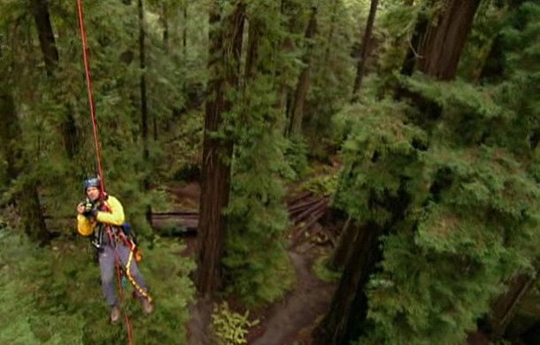 Redwoods: Anatomy of a Giant - De la película