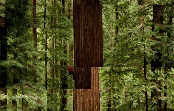 Redwoods: Anatomy of a Giant - Kuvat elokuvasta