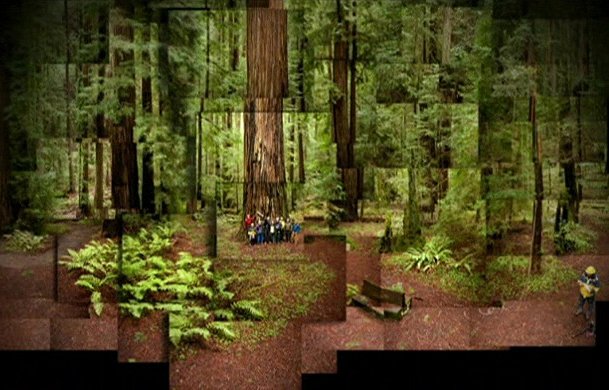 Redwoods: Anatomy of a Giant - Photos