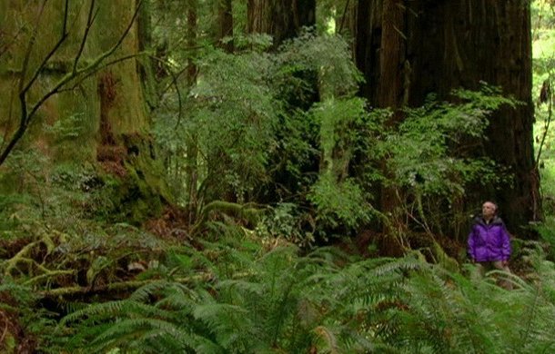 Redwoods: Anatomy of a Giant - Filmfotos