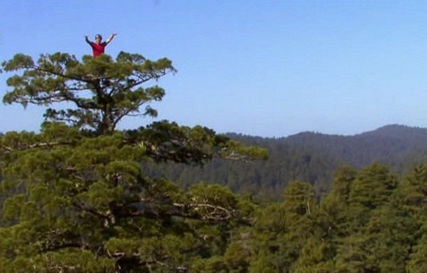 Redwoods: Anatomy of a Giant - Z filmu