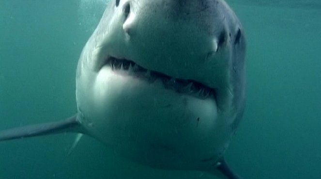 Dobrodružství oceánů: Mýtus jménem žralok - Z filmu