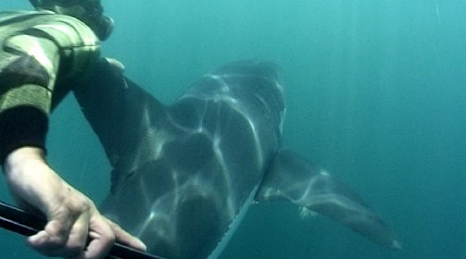 Dobrodružství oceánů: Mýtus jménem žralok - Film