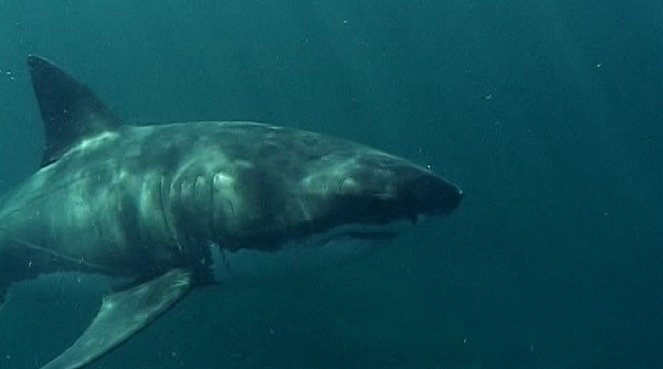 Dobrodružství oceánů: Mýtus jménem žralok - Kuvat elokuvasta
