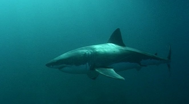 Dobrodružství oceánů: Mýtus jménem žralok - Van film