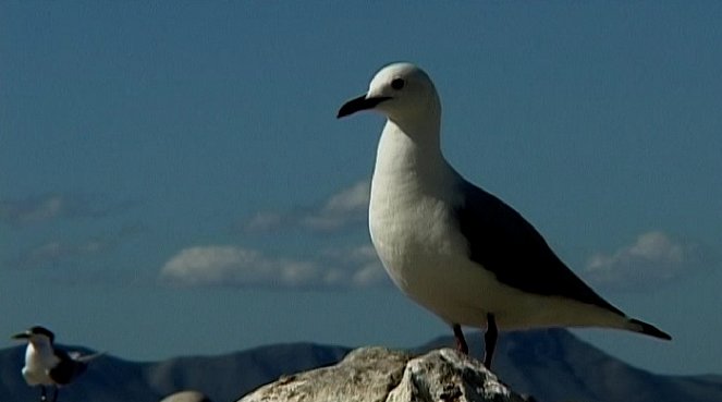 Dobrodružství oceánů: Mýtus jménem žralok - Photos