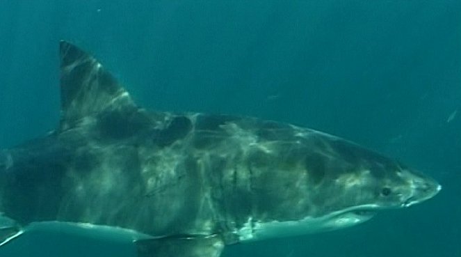 Dobrodružství oceánů: Mýtus jménem žralok - Van film
