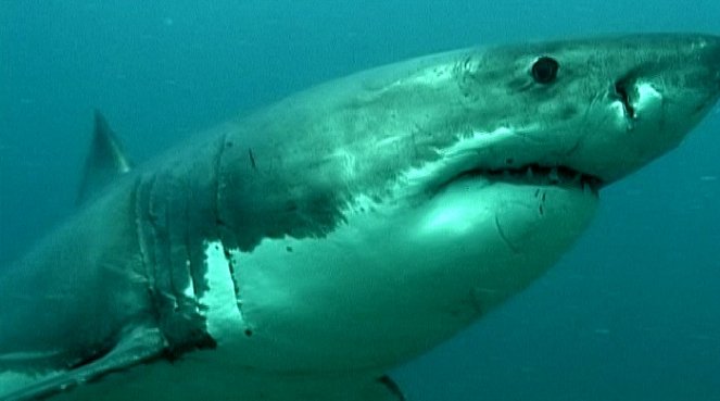 Dobrodružství oceánů: Mýtus jménem žralok - Filmfotók