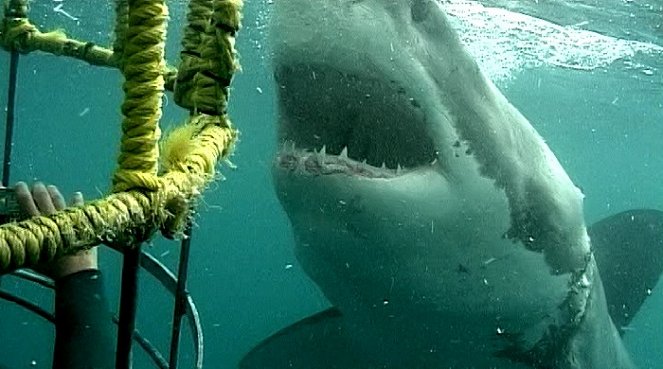 Dobrodružství oceánů: Mýtus jménem žralok - Filmfotók
