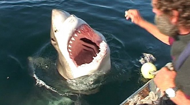 Dobrodružství oceánů: Mýtus jménem žralok - Z filmu