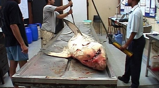 Dobrodružství oceánů: Mýtus jménem žralok - Kuvat elokuvasta