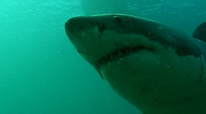 Dobrodružství oceánů: Mýtus jménem žralok - De la película