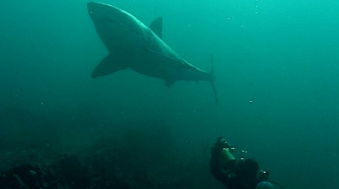 Dobrodružství oceánů: Mýtus jménem žralok - Photos