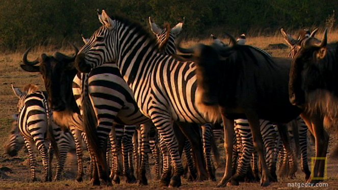 Great Migrations - Das große Wunder der Tierwanderungen - Filmfotos