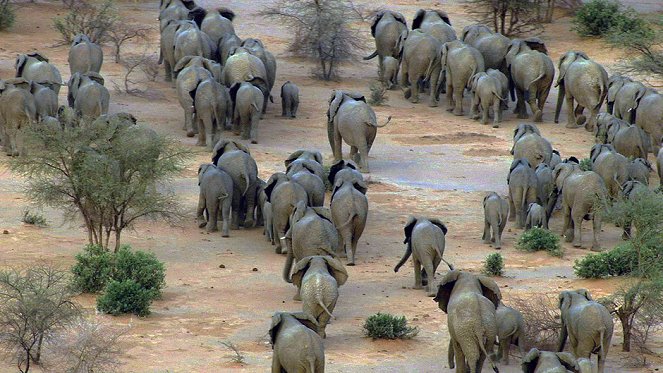 Great Migrations - Das große Wunder der Tierwanderungen - Filmfotos