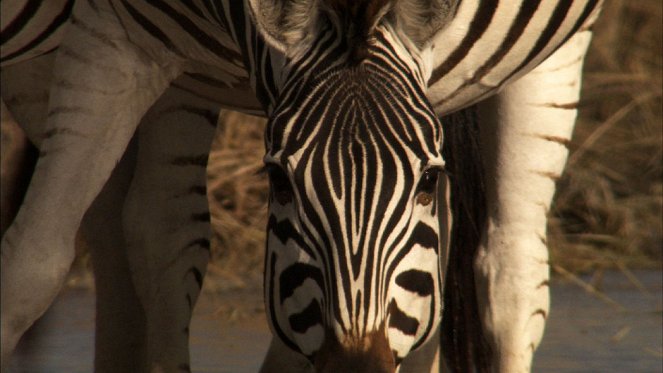 Great Migrations - Das große Wunder der Tierwanderungen - Filmfotos