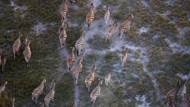 Great Migrations - Photos