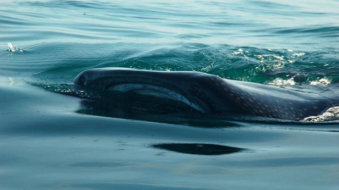 Great Migrations - Das große Wunder der Tierwanderungen - Filmfotos