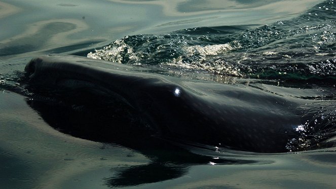 Great Migrations - Das große Wunder der Tierwanderungen - Filmfotos