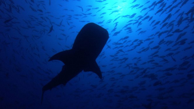 Great Migrations - Das große Wunder der Tierwanderungen - Filmfotos