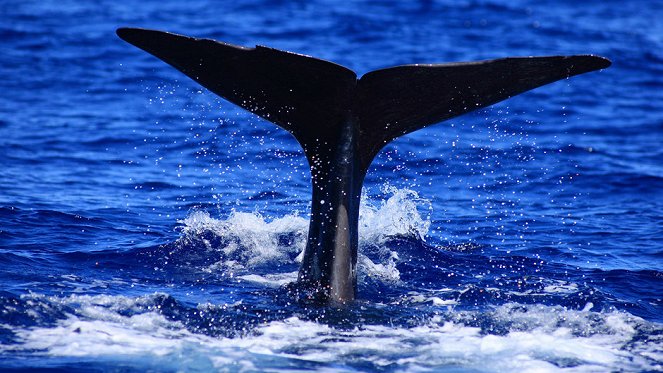 Great Migrations - Das große Wunder der Tierwanderungen - Filmfotos